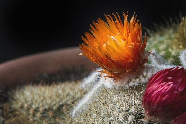 Macro di fiori di cactus arancione