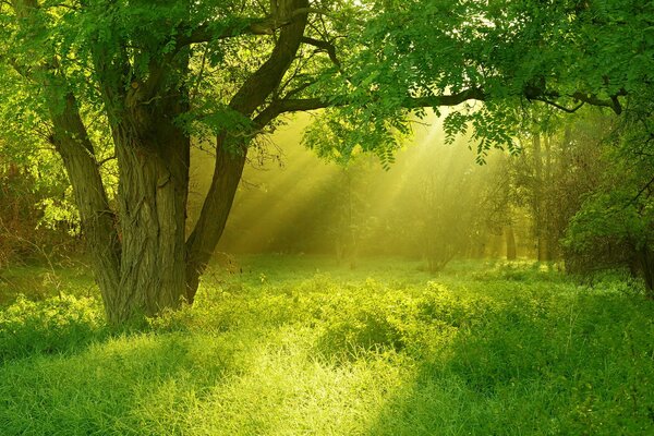 Un rayo de luz se asoma a un claro verde