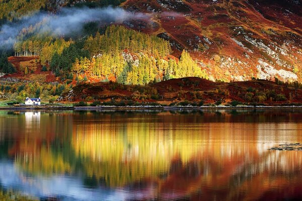 Reflection of the forest in the water