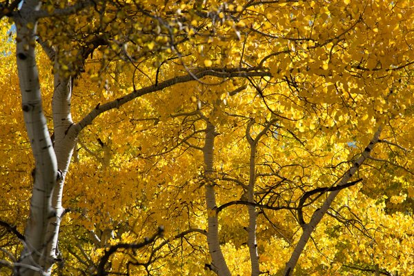 Aspen grove with yellow leaves