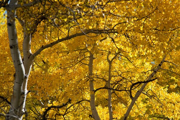 Peuplier faux-tremble avec des feuilles jaunes