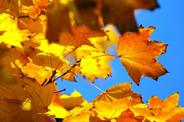 Las hojas de arce son hermosas especialmente en otoño