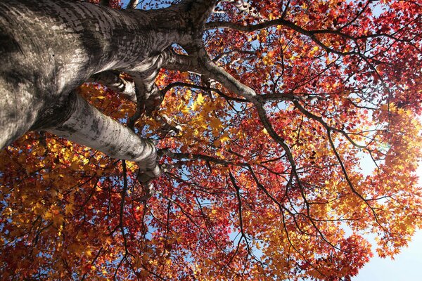 Herbstbaum auf einem sanft blauen Hintergrund