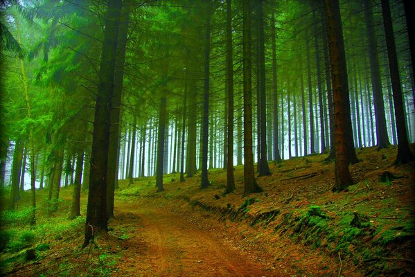 The road through the autumn forest