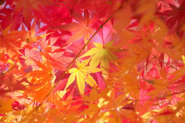 Autumn maple leaves macro photography