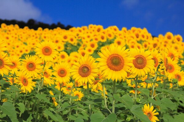 A field of bright yellow sunflowers with juicy green leaves