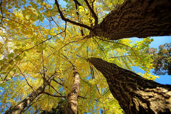 Photos of autumn trees from below