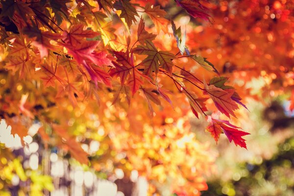 Autumn leaves in an urban environment