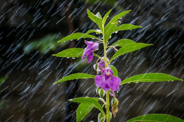 Planta púrpura bajo gotas de lluvia en macro tiro