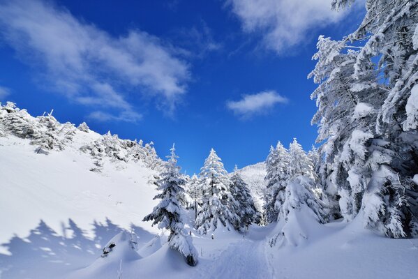 Cielo blu e alberi nella neve