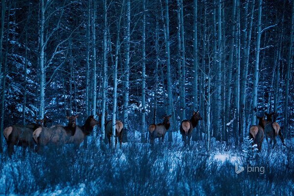 Alces en el parque nacional en invierno