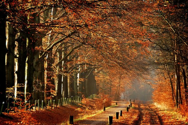 A path in the orange autumn park