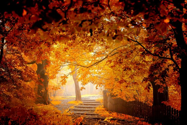 L autunno è arrivato, gli alberi e il fogliame nel parco sono diventati gialli