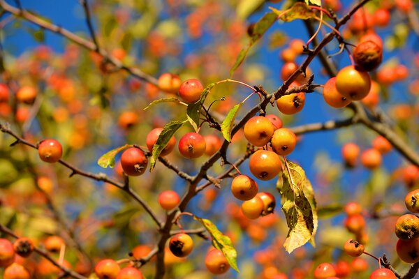 Ciel branches feuilles pommes gros plan