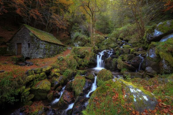 El arroyo del bosque fluye más allá de la cabaña