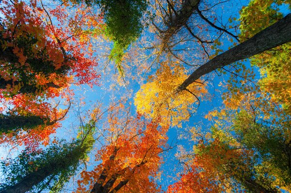 Bosque de otoño, las hojas cubren el cielo