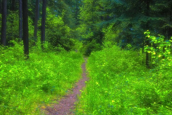 Der Waldweg ist im Sommer mit Gras bewachsen