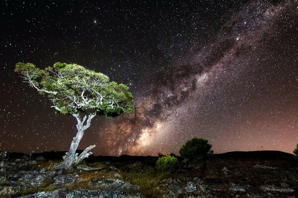 Un árbol en las rocas contra el cielo estrellado nocturno