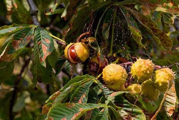 Chestnut fruits on diseased leaves