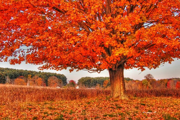 Orange autumn tree on yellow grass