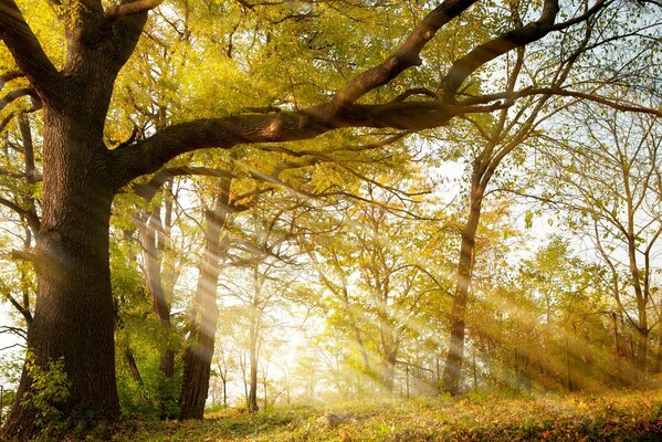 Parque de otoño con rayos de sol