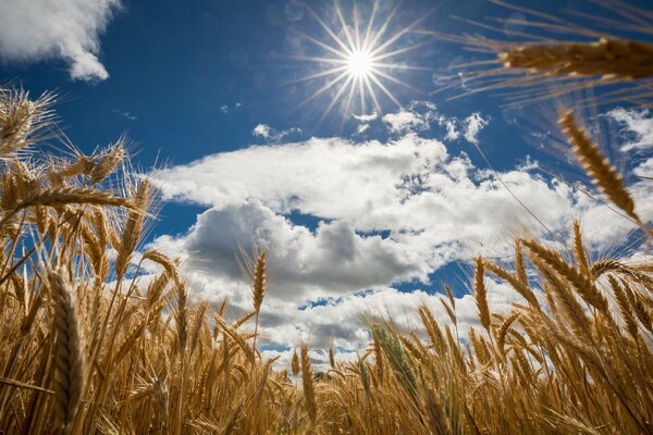 Le orecchie si intrecciano su un campo infinito