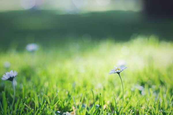 Petites marguerites dans l herbe verte