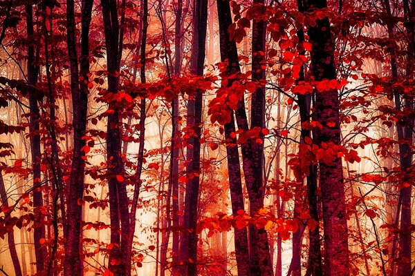 Karmazynowe liście w jesiennym lesie