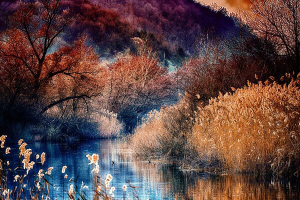 Reflet dans la rivière des arbres côtiers et des arbustes