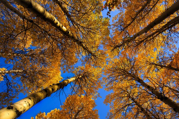 Cime des arbres d automne, photo