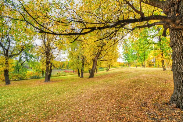 Herbst im Park. blätter, Bäume