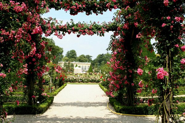 Treillis de jardin français avec des roses