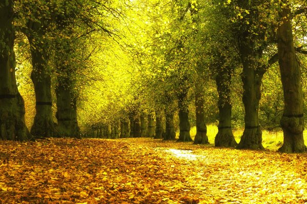 Straße im Herbstpark mit grünem Laub von Bäumen