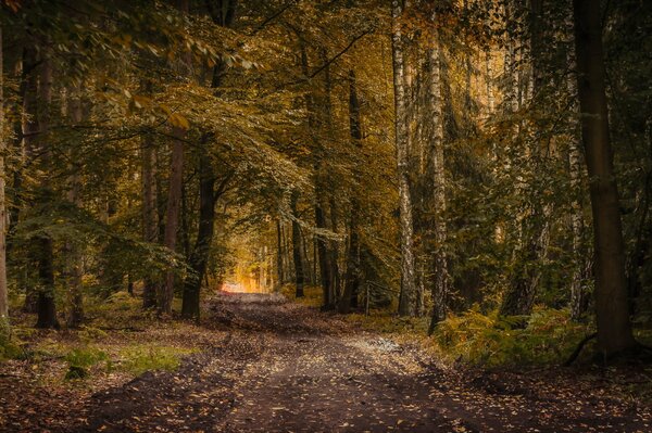 Este camino conduce a través del viejo bosque de otoño