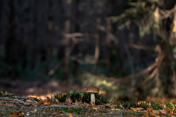 A white mushroom among the moss in the forest