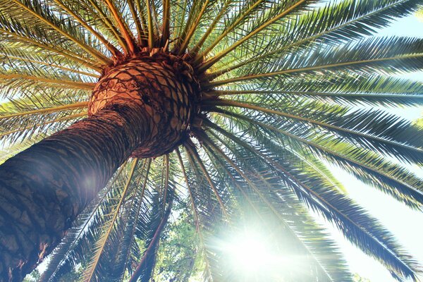 Sonnige grüne Blätter Palme