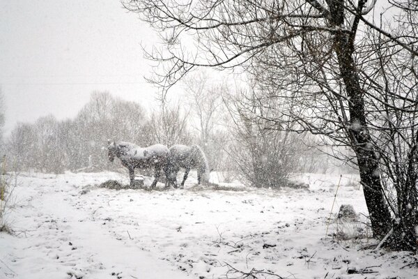 Snow falls quietly on the horses