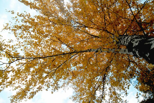 Caída de hojas de otoño del año saliente