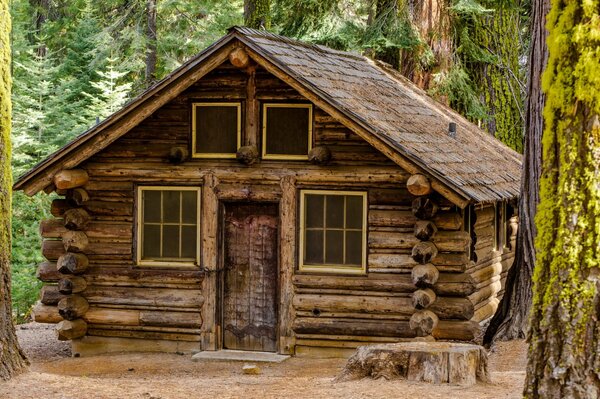 Cabane en bois dans la forêt avec du chanvre et des arbres