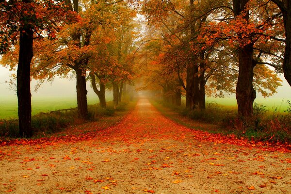 Eine Allee von Herbstbäumen mit bunten Blättern auf der Straße