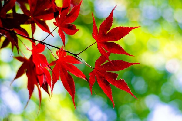 Red clover leaves on a green background