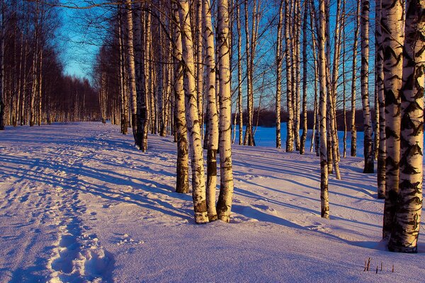 Bosque de invierno. Paisaje nocturno