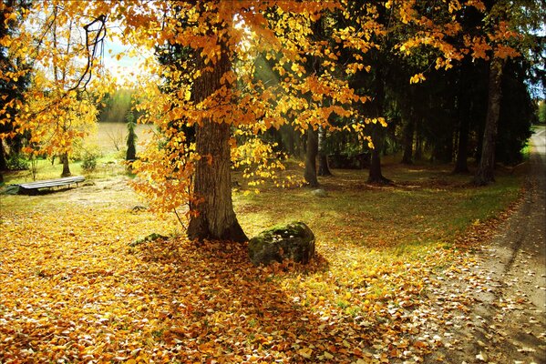 Llegó el otoño dorado