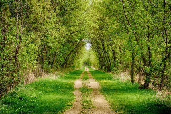 Callejón de la carretera en el bosque entre los árboles y la hierba