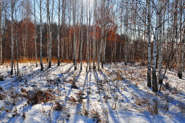 Frühes Frühjahr im verschneiten Birkenwald