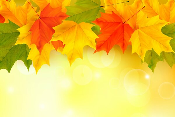 Background autumn multicolored maple leaves