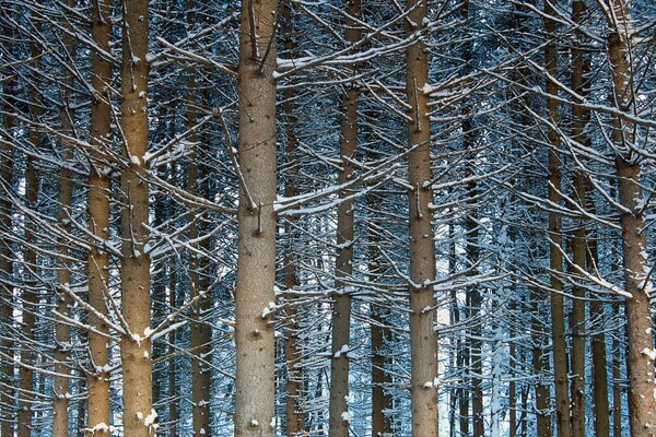 Árboles en la nieve en el bosque de invierno