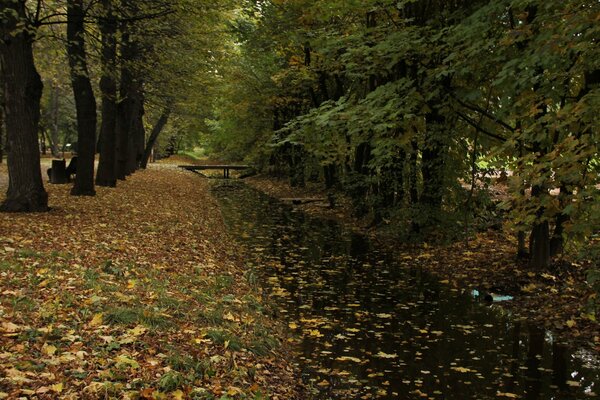 Forest road puddles leaves