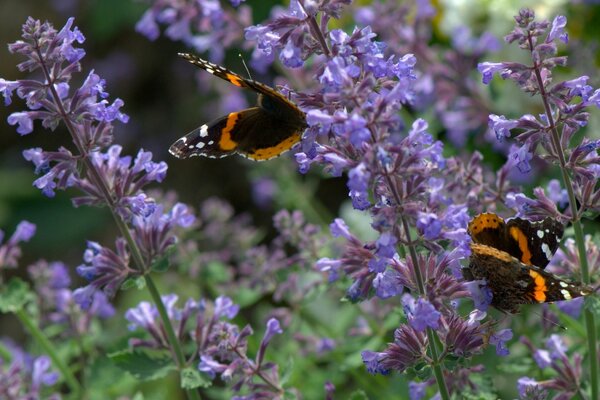 Mariposas Almirante en flores de lavanda