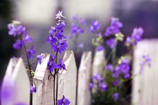 Bright blue flowers on the fence background